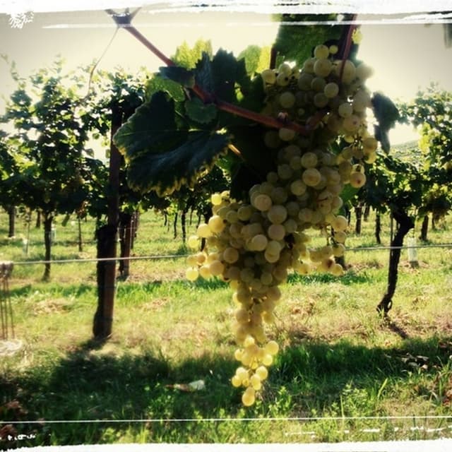 Tenuta Torre Zecchei - Immagine 2