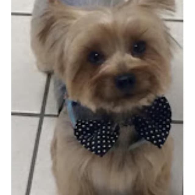 Toelettatura Dog Grooming By Saxon - Immagine 2