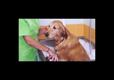 Toelettatura Montevideo - Immagine 2