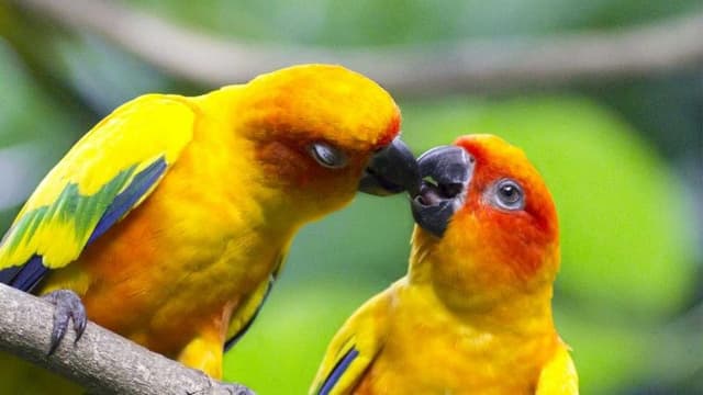 Tropical Acquario - Immagine 2