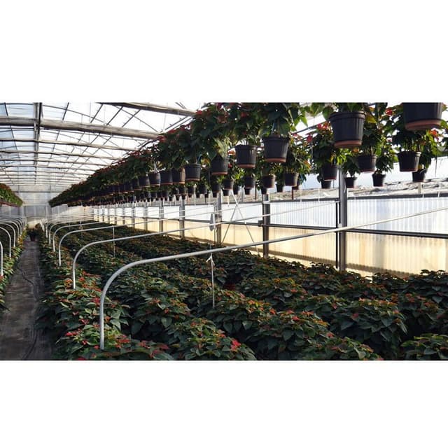 Vivai Eredi Sciotto Mariano - Immagine 2