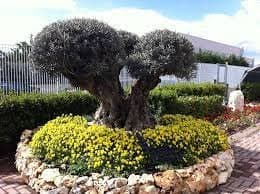 Vivaio Gervasi Sandro - Immagine 1