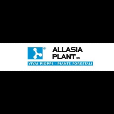 Allasia Plant