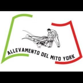 Allevamento del Mito York