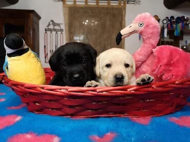 Allevamento Labrador Villa Baroni