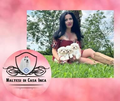 Allevamento Maltesi di Casa Inca