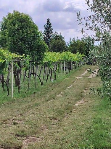 Azienda agricola Buglia G