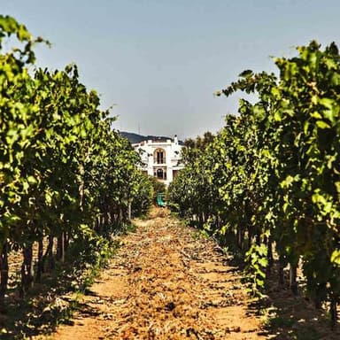 Azienda Agricola Vitivinicola Battifarano