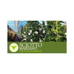 Vivai Eredi Sciotto Mariano
