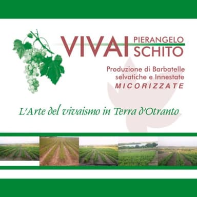 Vivaischito