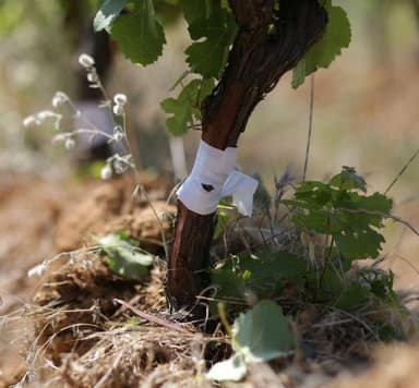 Worldwide Vineyards - Innesto della Vite