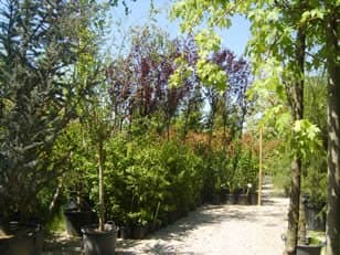 Abbate Alessandro Vivai - Immagine 2