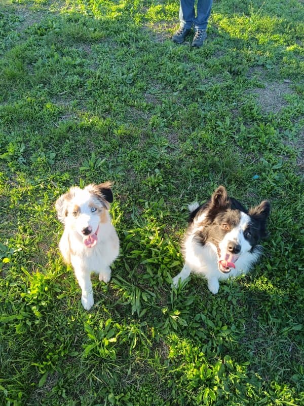 Addestramento da Zio Tony - Centro Cinofilo Chieri - Immagine 1