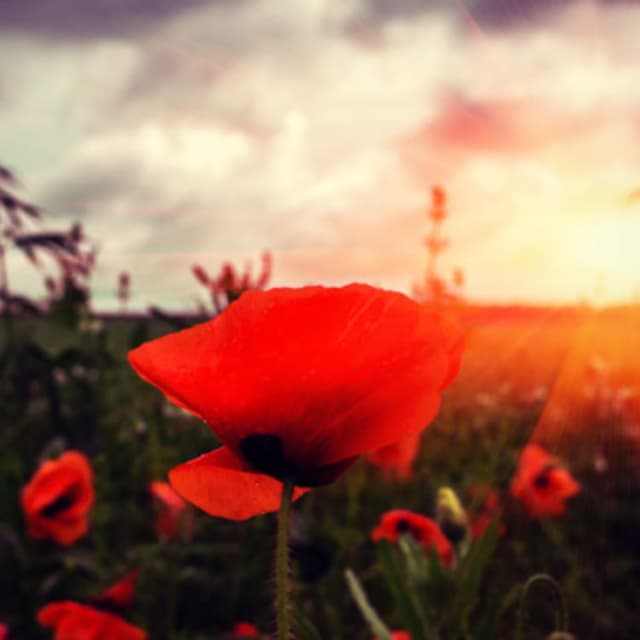 Agenzia Funebre Malagnini - Immagine 1