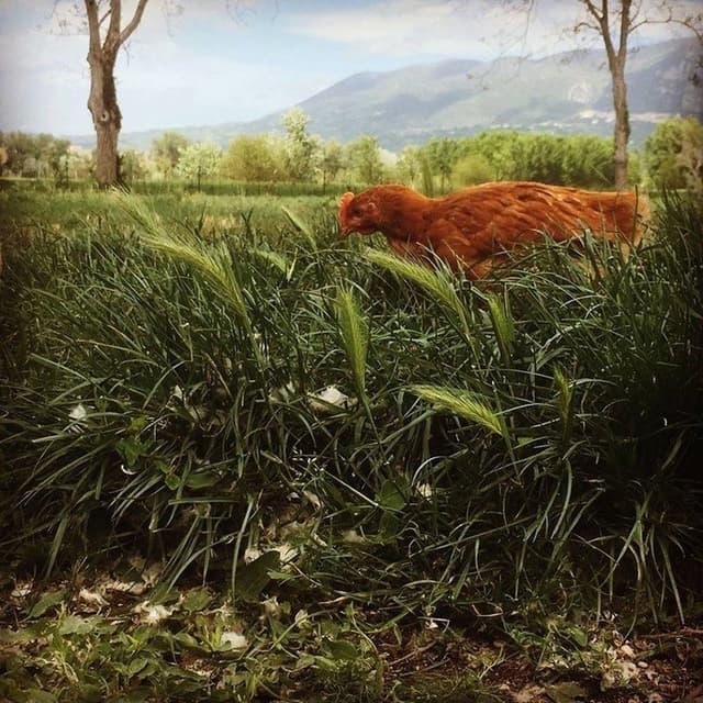 Agricola Nera - Immagine 1