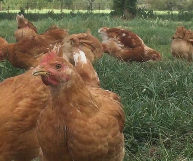 Agricola Nera - Immagine 2