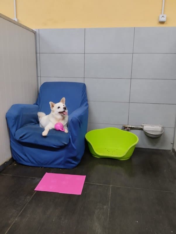 Allevamento Labrador e Golden di Casa Sapienza - Pensione per cani - Immagine 1
