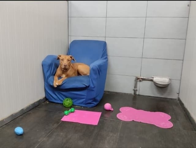 Allevamento Labrador e Golden di Casa Sapienza - Pensione per cani - Immagine 2