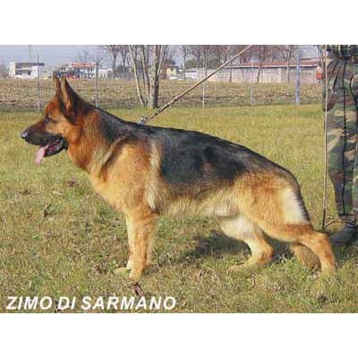 Allevamento Pastore Tedesco e Barbone Toy e Nano Conte di Sarmano - Immagine 1