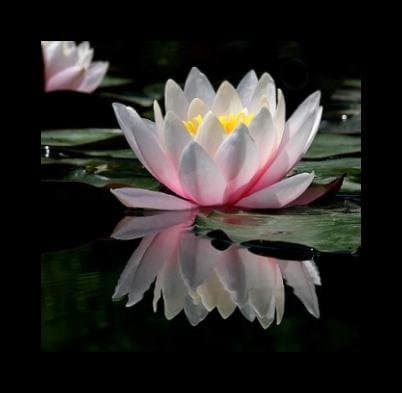 Ambrosi Dr. Riccardo Specialista Psichiatria e Psicoterapeuta - Immagine 1