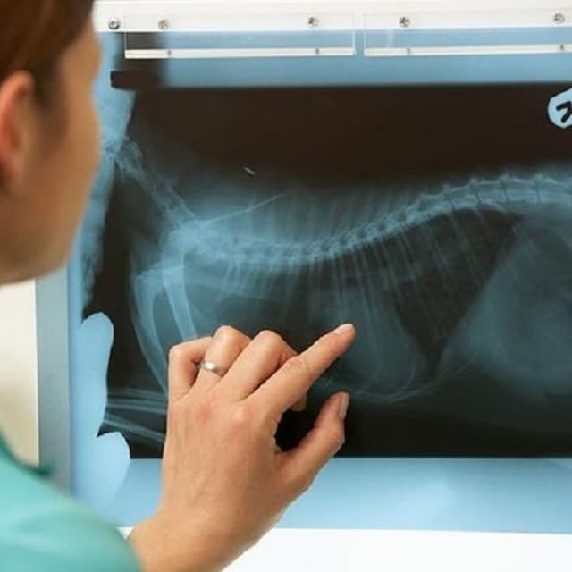 Ambulatorio Veterinario Associato Colomba e Cornaglia - Immagine 2