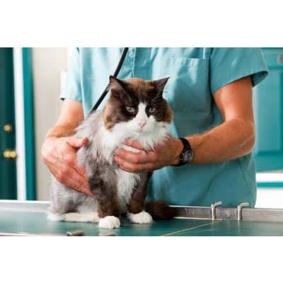 Ambulatorio Veterinario Associato Cusaro - Merlo - Porati - Pozzoli - Immagine 1