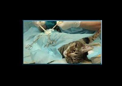 Ambulatorio Veterinario Biava - Immagine 1