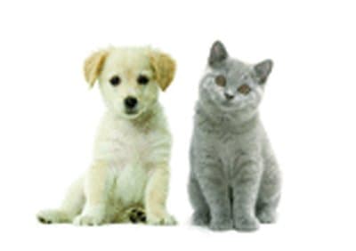 Ambulatorio Veterinario Borgonuovo - Immagine 2