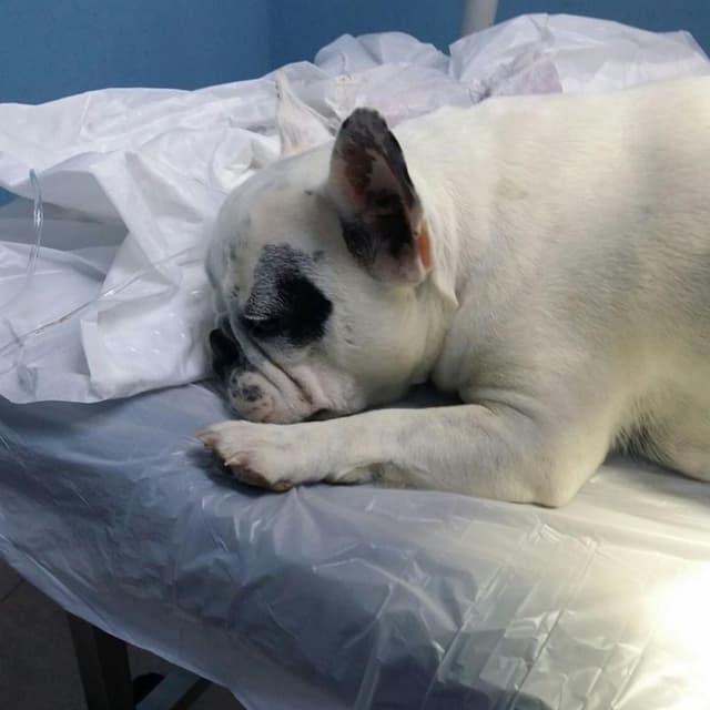 Ambulatorio Veterinario Cinzia Dott.ssa La Ferla - Immagine 1