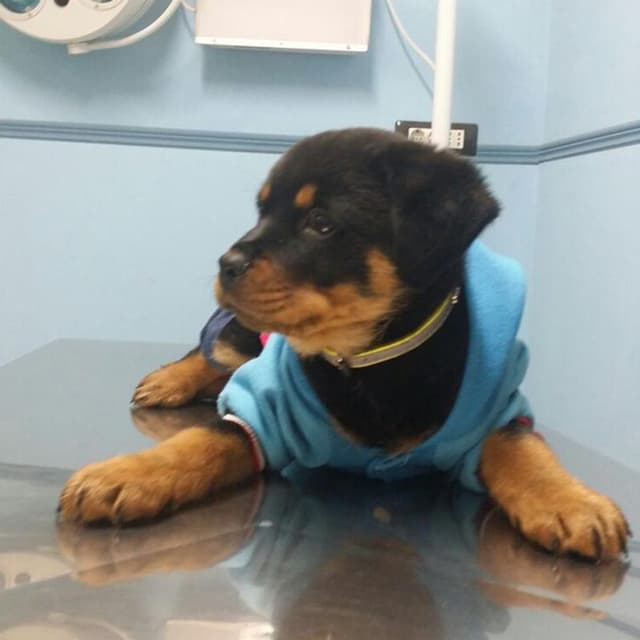 Ambulatorio Veterinario Cinzia Dott.ssa La Ferla - Immagine 2