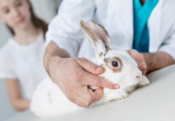 Ambulatorio Veterinario Dott.ssa Barbara Moretti - Immagine 1
