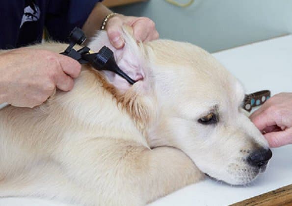 Ambulatorio Veterinario Dott.ssa Barbara Moretti - Immagine 2