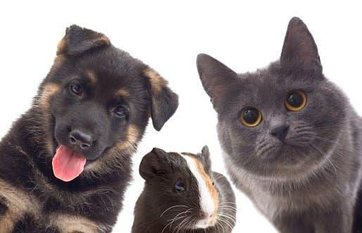 Ambulatorio Veterinario Dott.ssa Claudia Gherdevich & Dott.ssa Tatiana Mura - Immagine 2