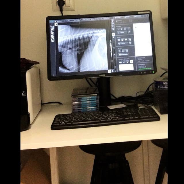 Ambulatorio Veterinario Dott.ssa Giulia Frati - Immagine 2