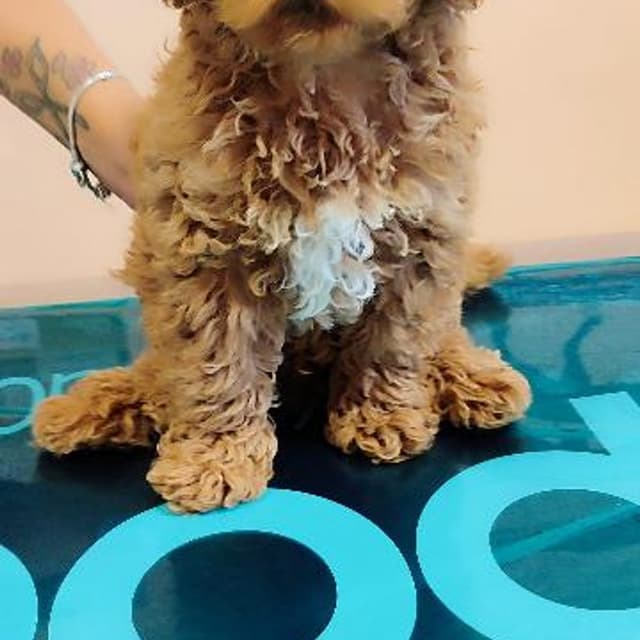 Ambulatorio Veterinario Dott.ssa Paola Aurigemma - Immagine 2