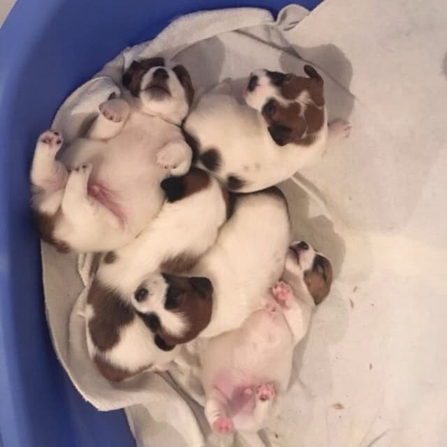 Ambulatorio Veterinario Dott.ssa Paola Marcoli - Immagine 1