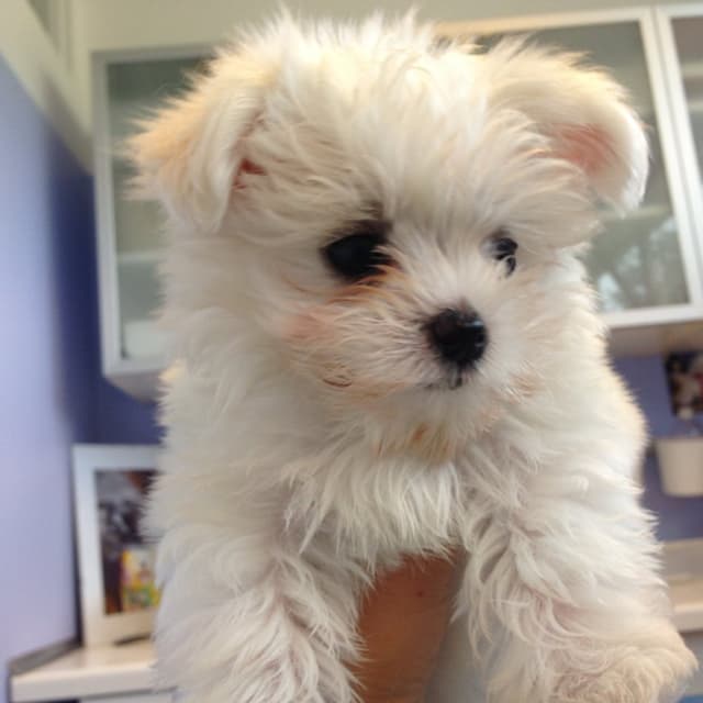 Ambulatorio Veterinario Dott.ssa Paola Marcoli - Immagine 2