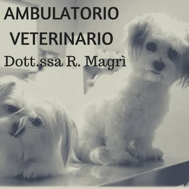 Ambulatorio Veterinario Dott.ssa Rosaria Magrì - Immagine 1