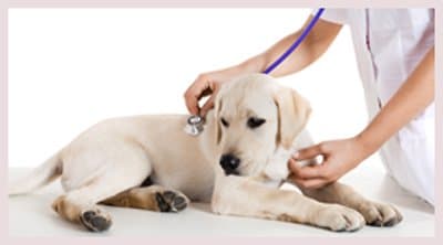 Ambulatorio Veterinario Dr. Andreotti e Dr. Lucchesi - Immagine 1