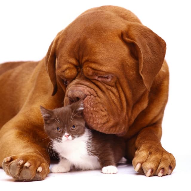 Ambulatorio Veterinario Dr. Christian Braglia - Immagine 1