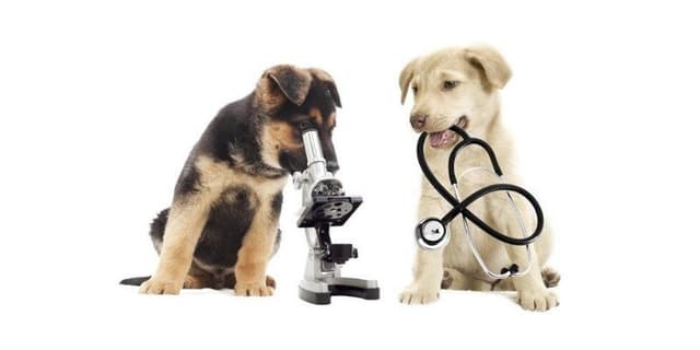 Ambulatorio Veterinario Dr. Gianni Marinacci - Immagine 1