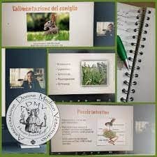 Ambulatorio Veterinario Effemme - Immagine 2