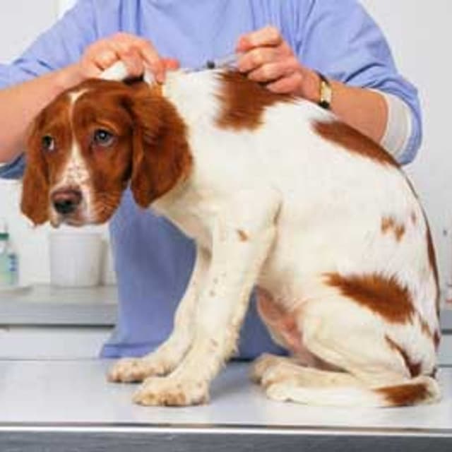 Ambulatorio Veterinario Logozzo Dr.ssa Carmen - Immagine 1