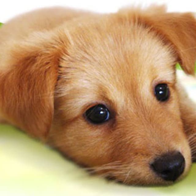 Ambulatorio Veterinario Medvet Dott. Valerio Corvino - Immagine 1