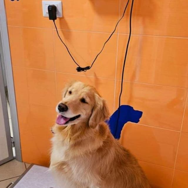 Ambulatorio Veterinario Ospedaletto Degli Animali - Immagine 2