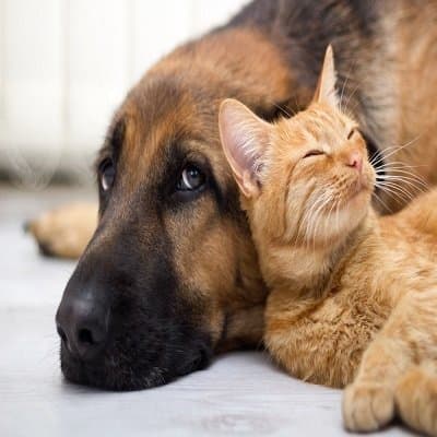 Ambulatorio Veterinario San Rocco - Dott. di Fabrizio Lamberto - Immagine 2