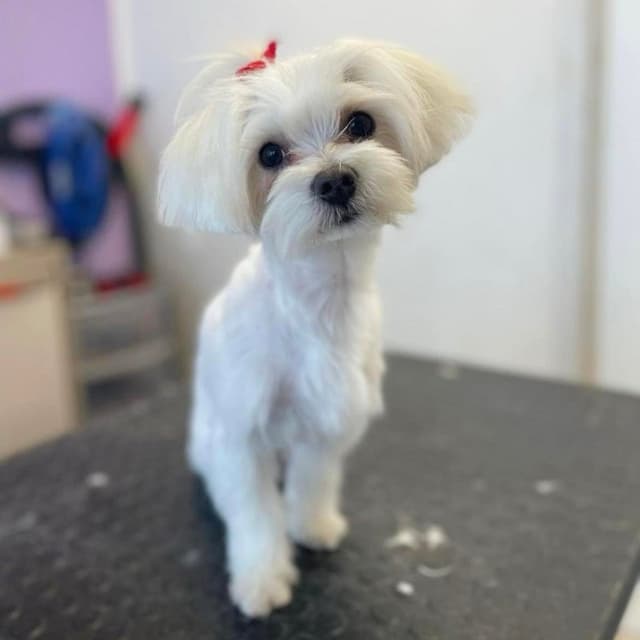 Animalandia Tortoreto - Toelettatura Mangimi ed Accessori per Animali - Immagine 1