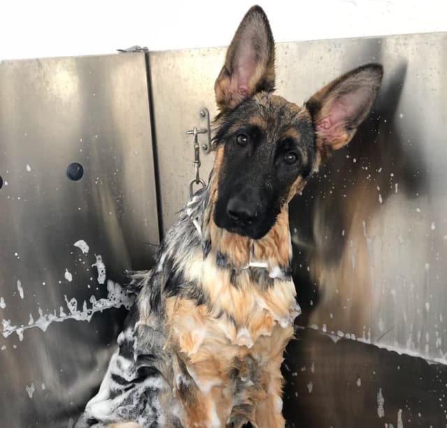 Animalandia Tortoreto - Toelettatura Mangimi ed Accessori per Animali - Immagine 2