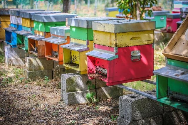 Apicoltura-L'Oro del Cilento - Immagine 1