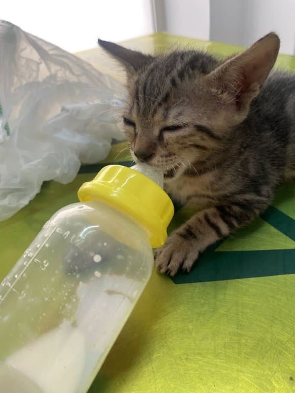 Archimede Veterinari D.ssa Cinquemani Ilaria - Immagine 2